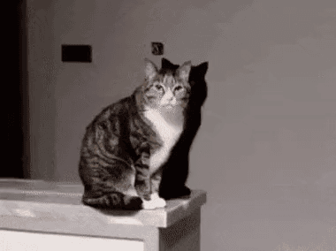 2190959e563a8e1a7a7b246b774426e1-1.gif