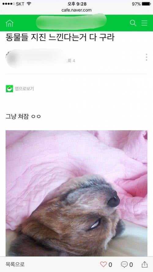 동물들 지진 먼저 감지한다는거 구라임